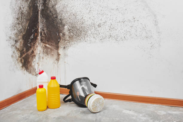 Best Local Mold Removal Service  in Shamrock, TX