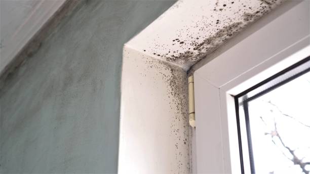 Best Mold Testing  in Shamrock, TX