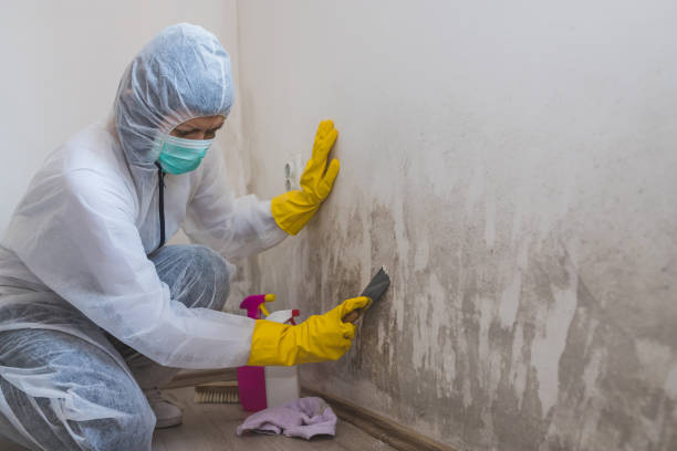 Best Mold Remediation  in Shamrock, TX