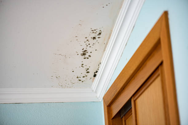 Best Fast Mold Removal  in Shamrock, TX