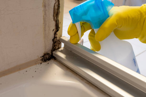 Best Mold Testing and Removal  in Shamrock, TX