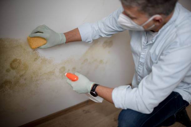 Best Toxic Mold Removal  in Shamrock, TX