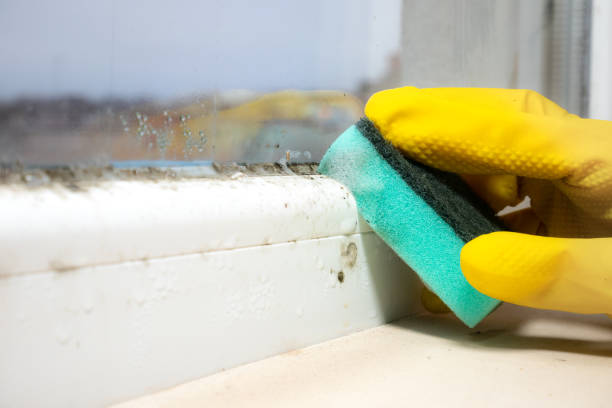 Best Residential Mold Removal  in Shamrock, TX