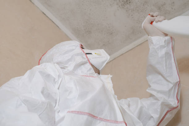 Professional Mold Removal in Shamrock, TX