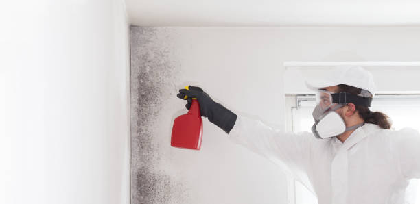 Best Certified Mold Removal  in Shamrock, TX