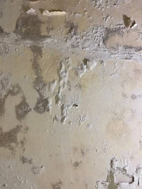 Best Attic Mold Removal  in Shamrock, TX