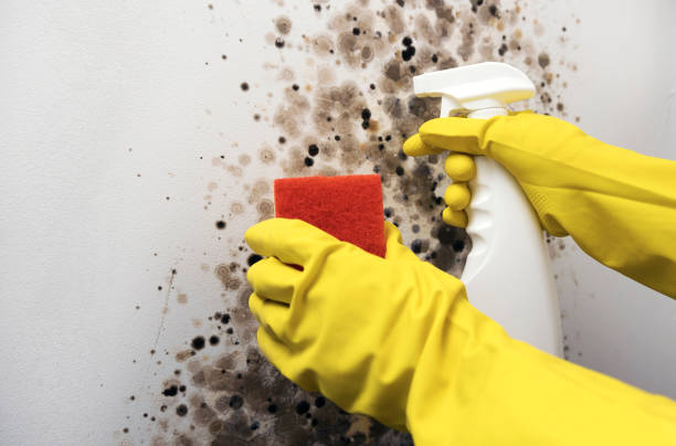 Office Mold Removal Services in Shamrock, TX