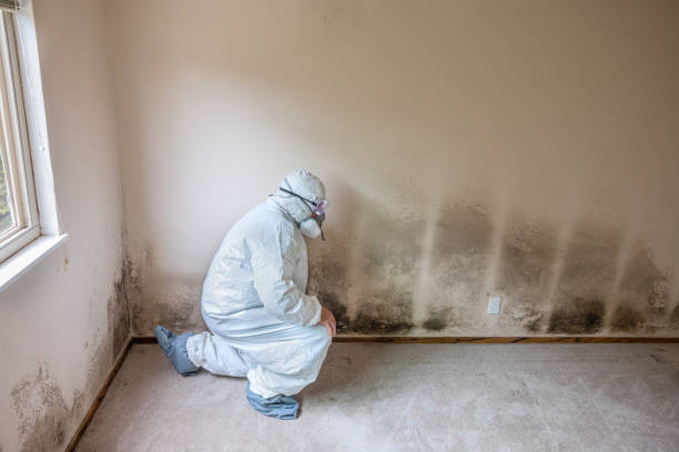 Best Office Mold Removal Services  in Shamrock, TX