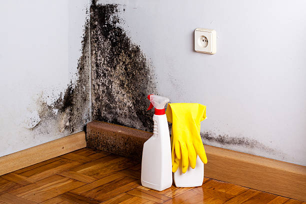 Best Same-Day Mold Removal  in Shamrock, TX