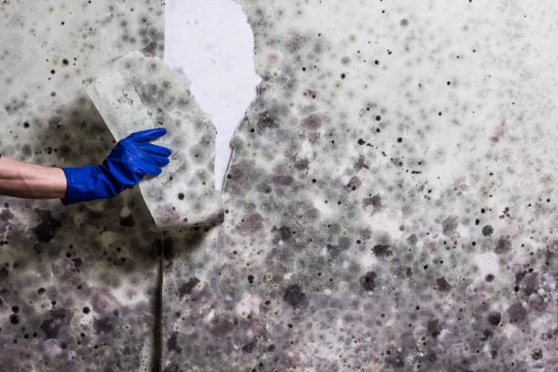 Best Mold Cleaning Services  in Shamrock, TX