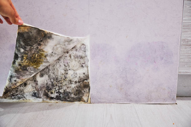  Shamrock, TX Mold Removal Pros